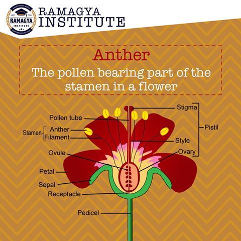 Understanding the Stamen: Your Guide to Pollen Bearing Plant Parts